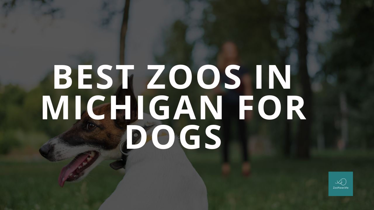 The Best Zoo In Michigan, USA For Dogs