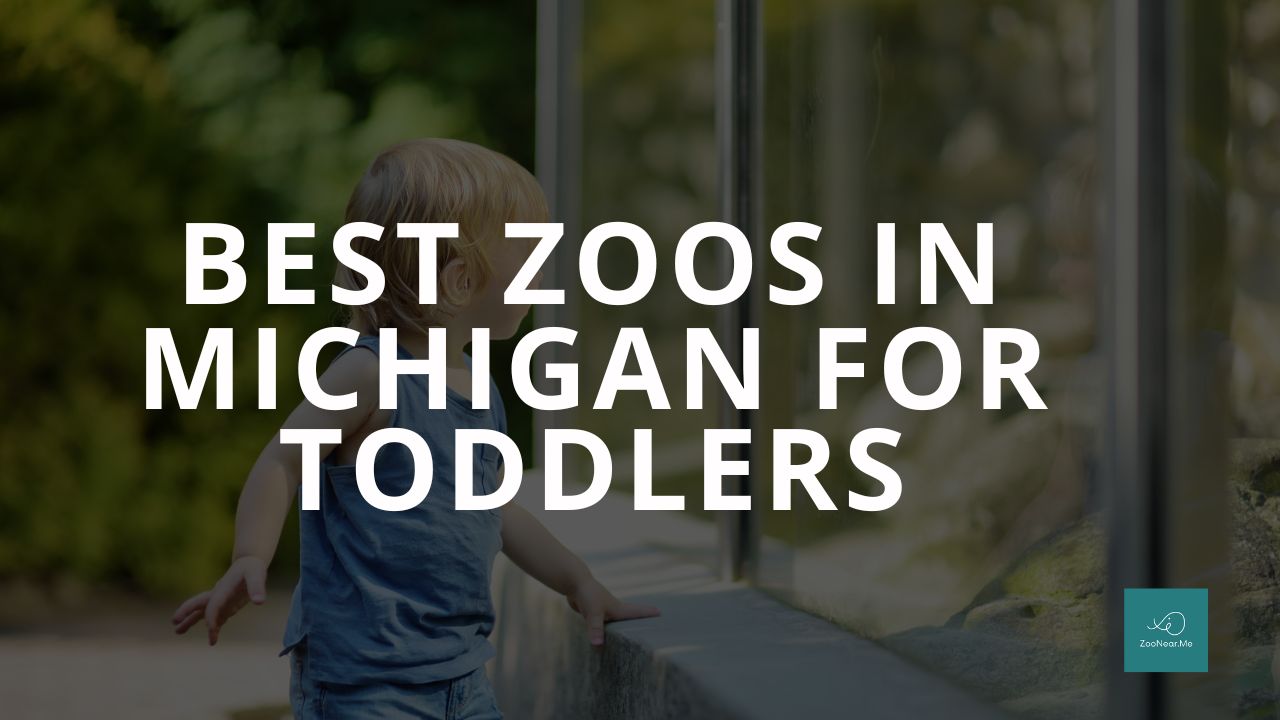 The Best Zoo In Michigan, USA For Toddlers