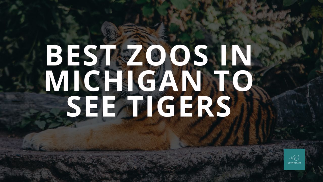 The Best Zoos In Michigan, USA To See Tigers