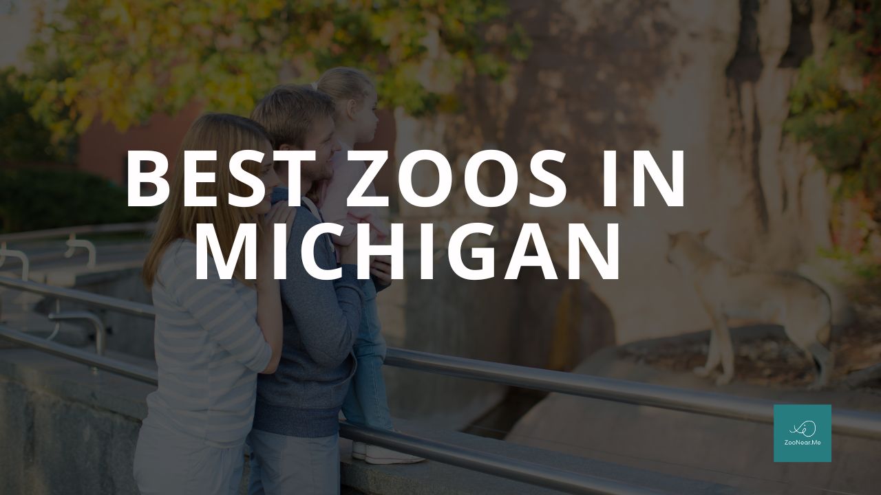 A Complete Guide To The Best Zoos In Michigan, USA