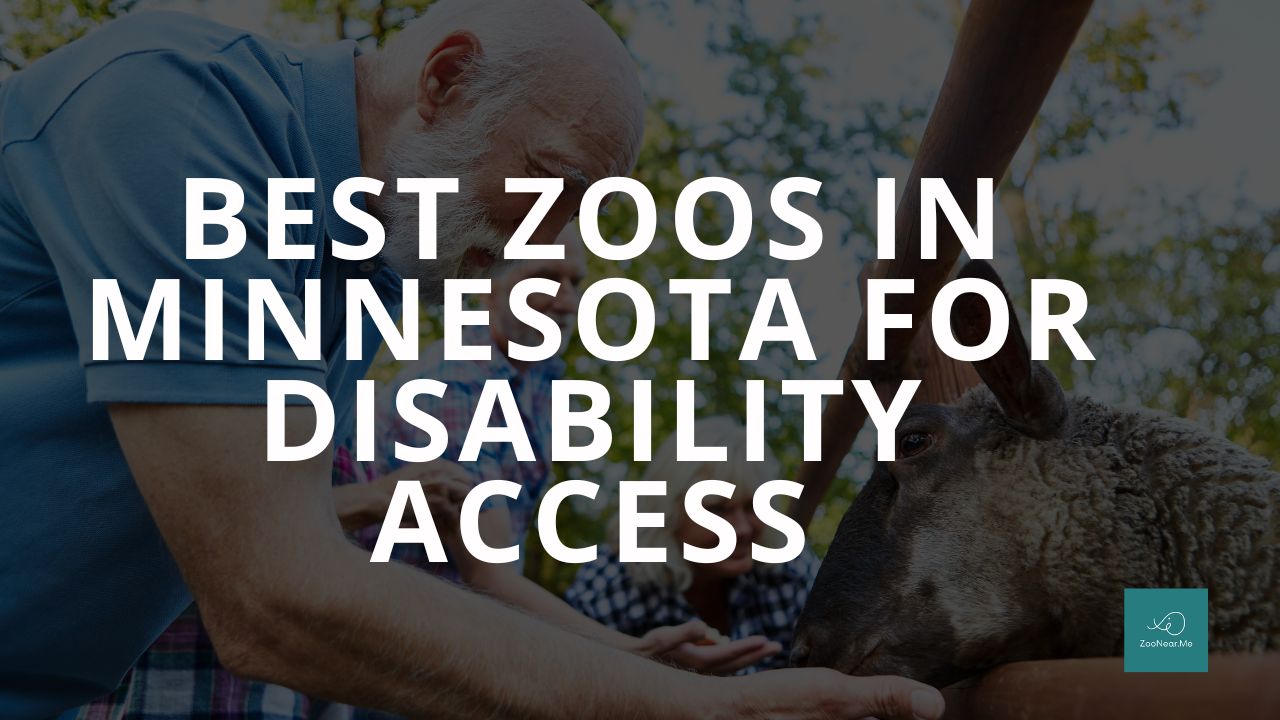 The Best Zoo In Minnesota, USA For Disability Access