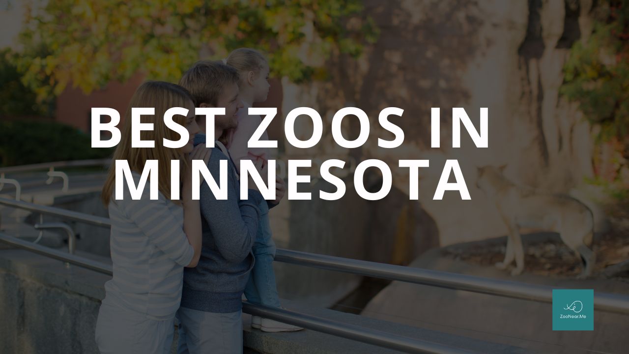 A Complete Guide To The Best Zoos In Minnesota, USA