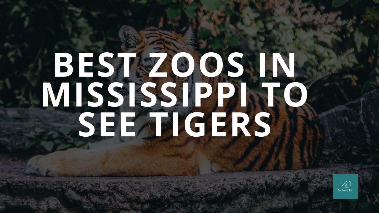 The Best Zoos In Mississippi, USA To See Tigers