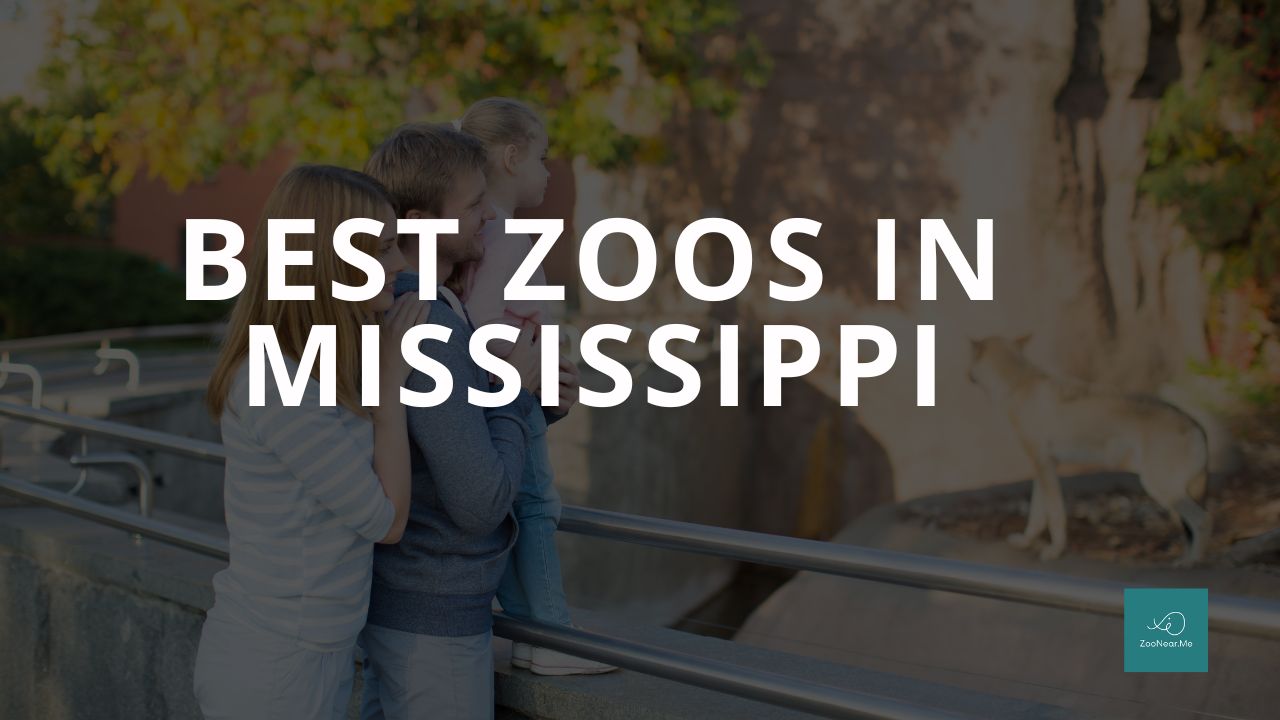 A Complete Guide To The Best Zoos In Mississippi, USA