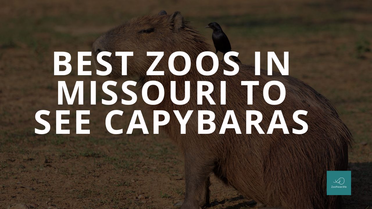 The Best Zoos In Missouri, USA To See Capybaras