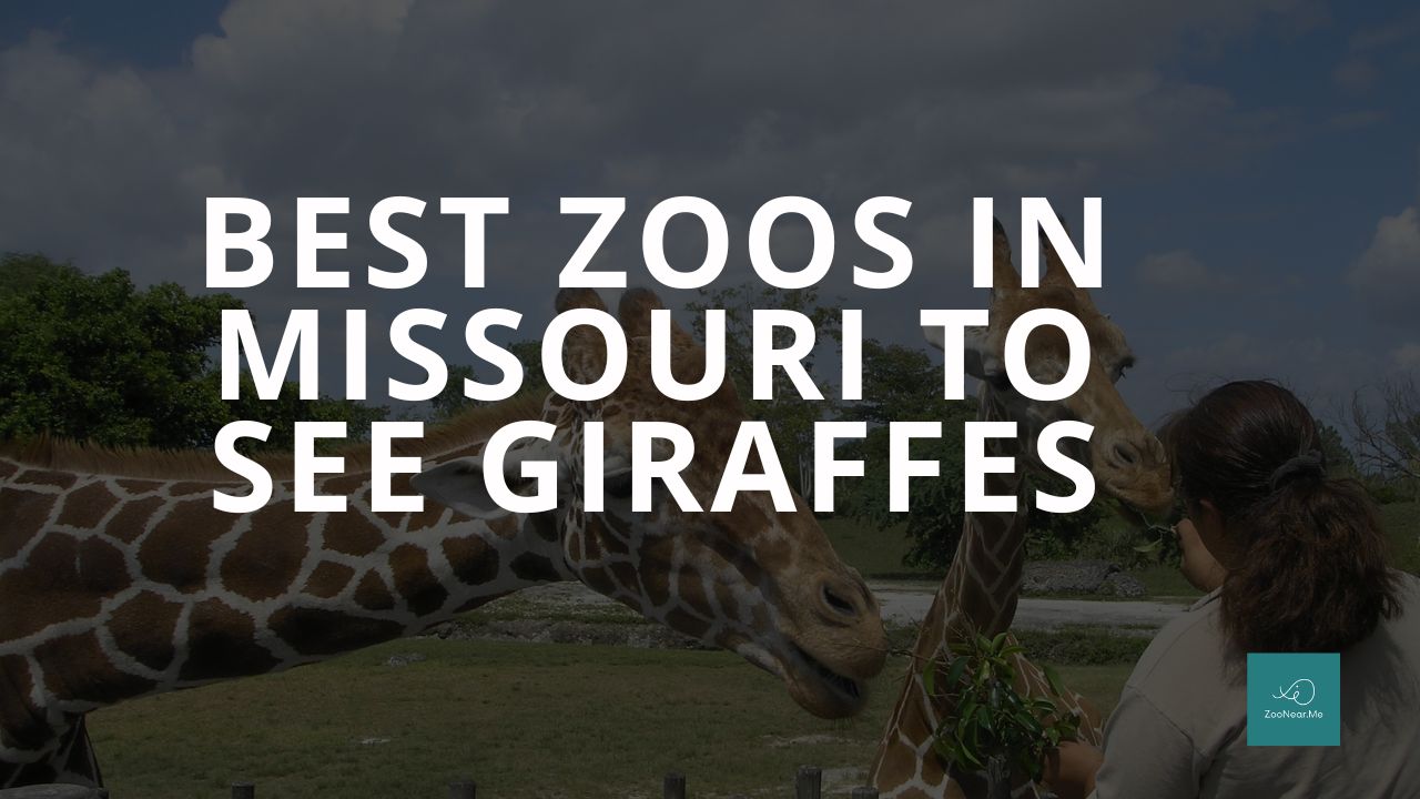 The Best Zoos In Missouri, USA To See Giraffes