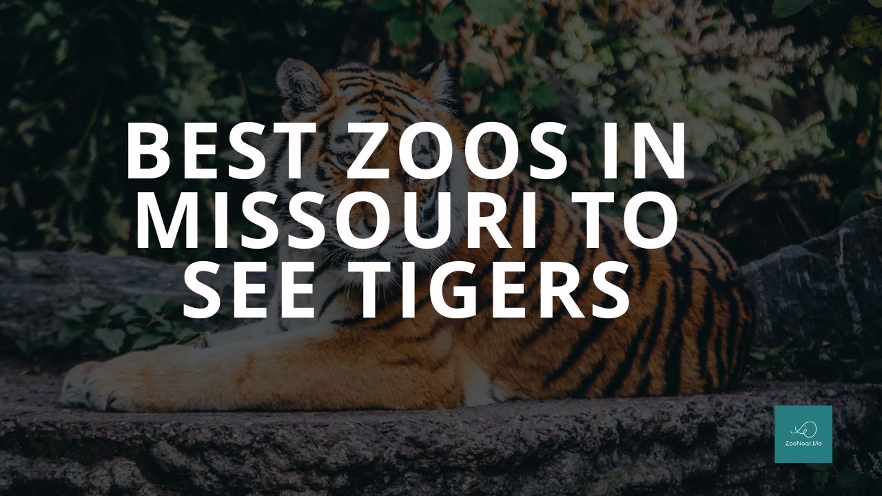 The Best Zoos In Missouri, USA To See Tigers