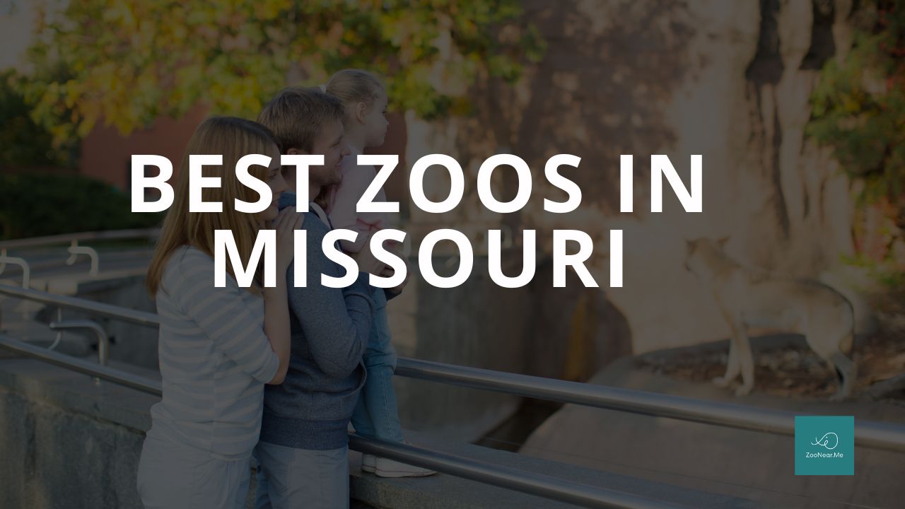 A Complete Guide To The Best Zoos In Missouri, USA