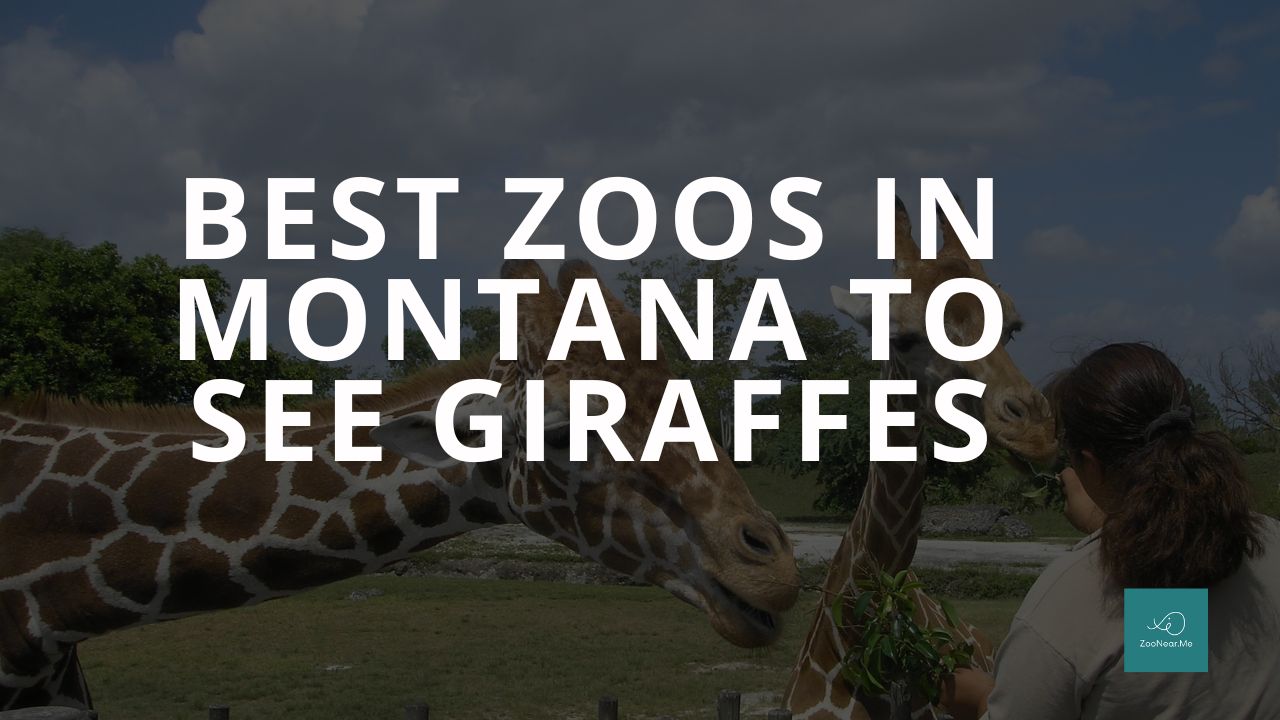 The Best Zoos In Montana, USA To See Giraffes