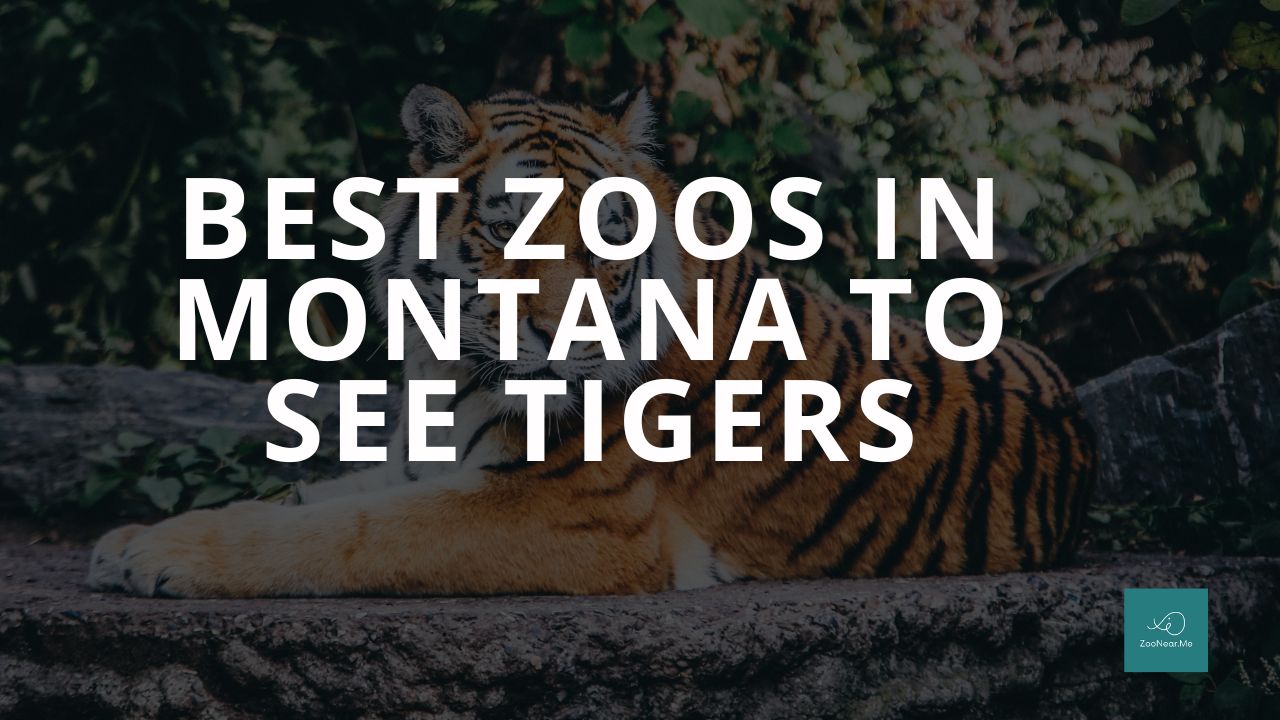 The Best Zoos In Montana, USA To See Tigers