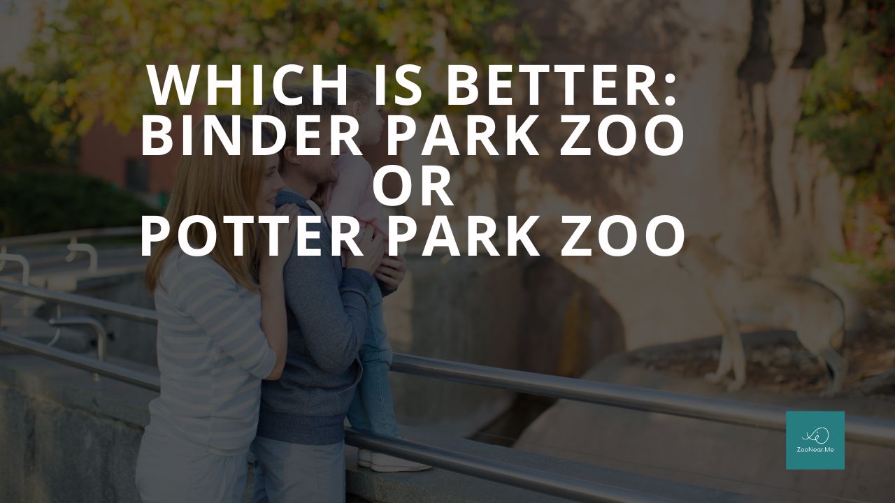 Which Is Best: Binder Park Zoo Or Potter Park Zoo. A Guide To Which Is The Best Zoo In Michigan, USA