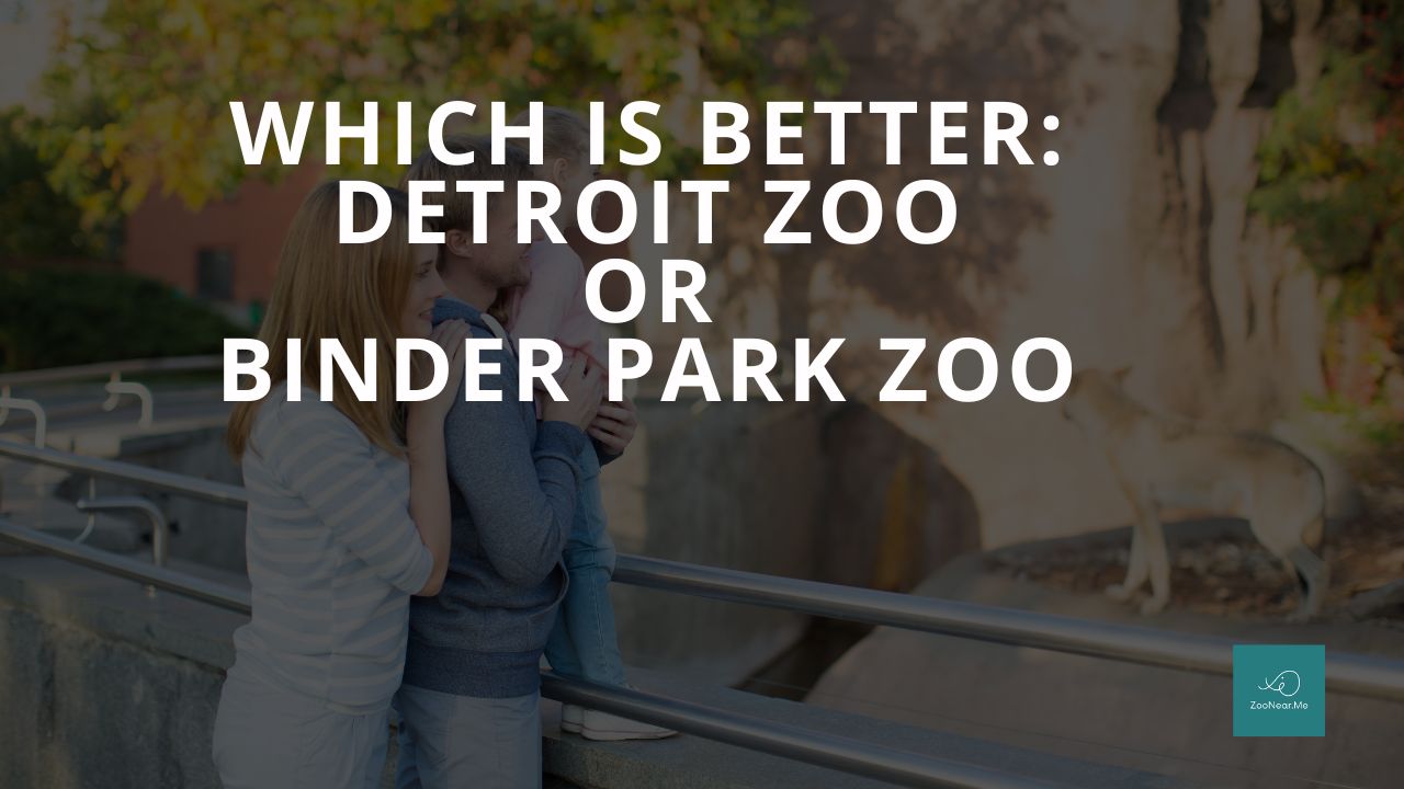 Which Is Best: Detroit Zoo Or Binder Park Zoo. A Guide To Which Is The Best Zoo In Michigan, USA