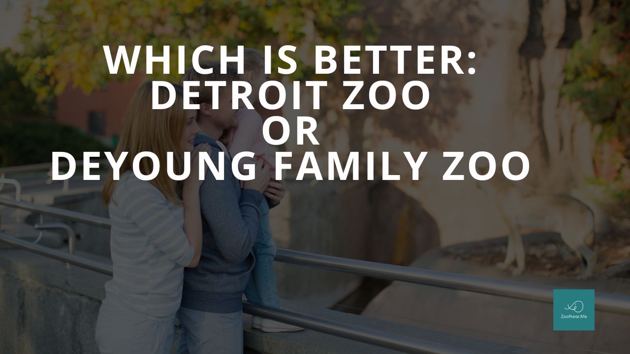 Which Is Best: Detroit Zoo Or DeYoung Family Zoo. A Guide To Which Is The Best Zoo In Michigan, USA