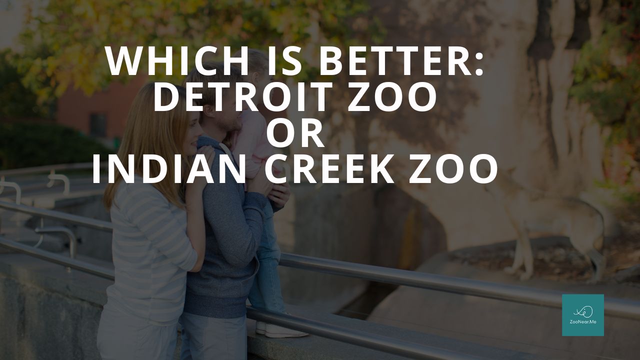 Which Is Best: Detroit Zoo Or Indian Creek Zoo. A Guide To Which Is The Best Zoo In Michigan, USA