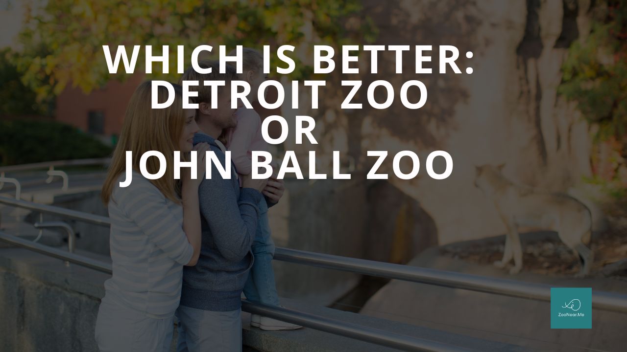 Which Is Best: Detroit Zoo Or John Ball Zoo. A Guide To Which Is The Best Zoo In Michigan, USA