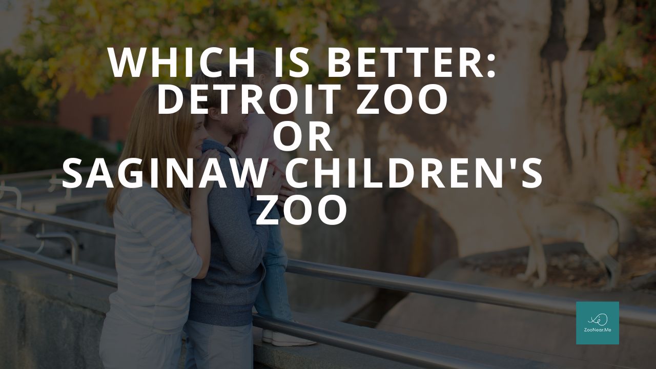 Which Is Best: Detroit Zoo Or Saginaw Children's Zoo. A Guide To Which Is The Best Zoo In Michigan, USA