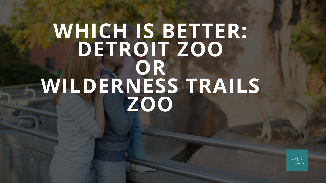 Which Is Best: Detroit Zoo Or Wilderness Trails Zoo. A Guide To Which Is The Best Zoo In Michigan, USA