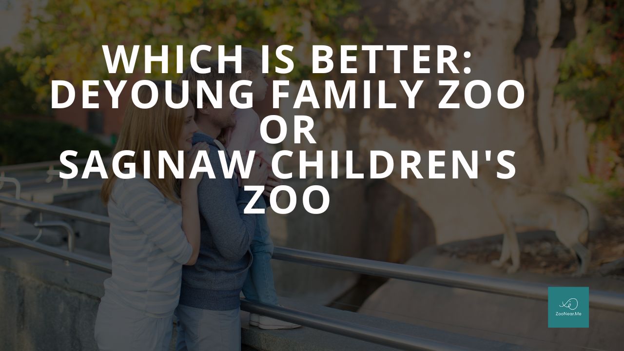 Which Is Best: DeYoung Family Zoo Or Saginaw Children's Zoo. A Guide To Which Is The Best Zoo In Michigan, USA