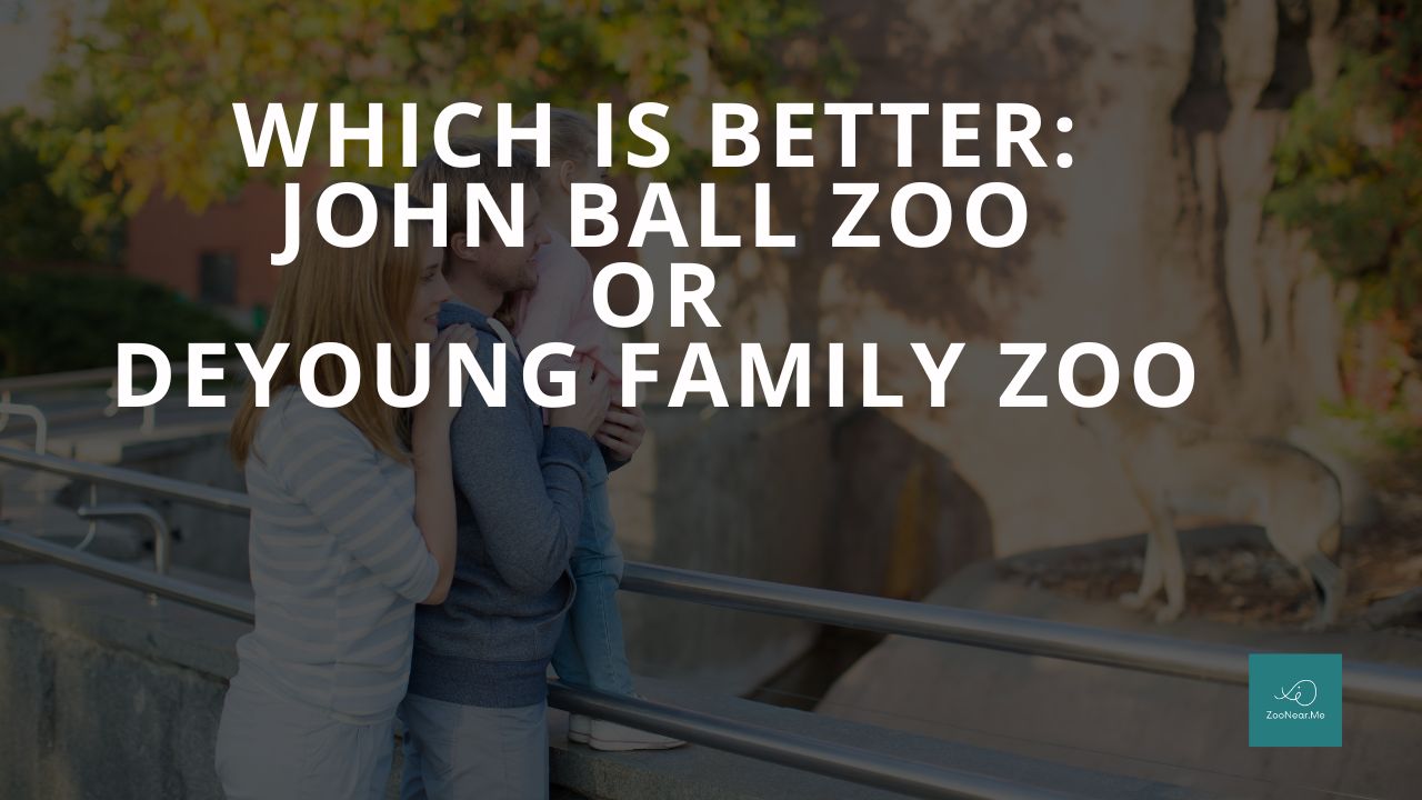 Which Is Best: John Ball Zoo Or DeYoung Family Zoo. A Guide To Which Is The Best Zoo In Michigan, USA