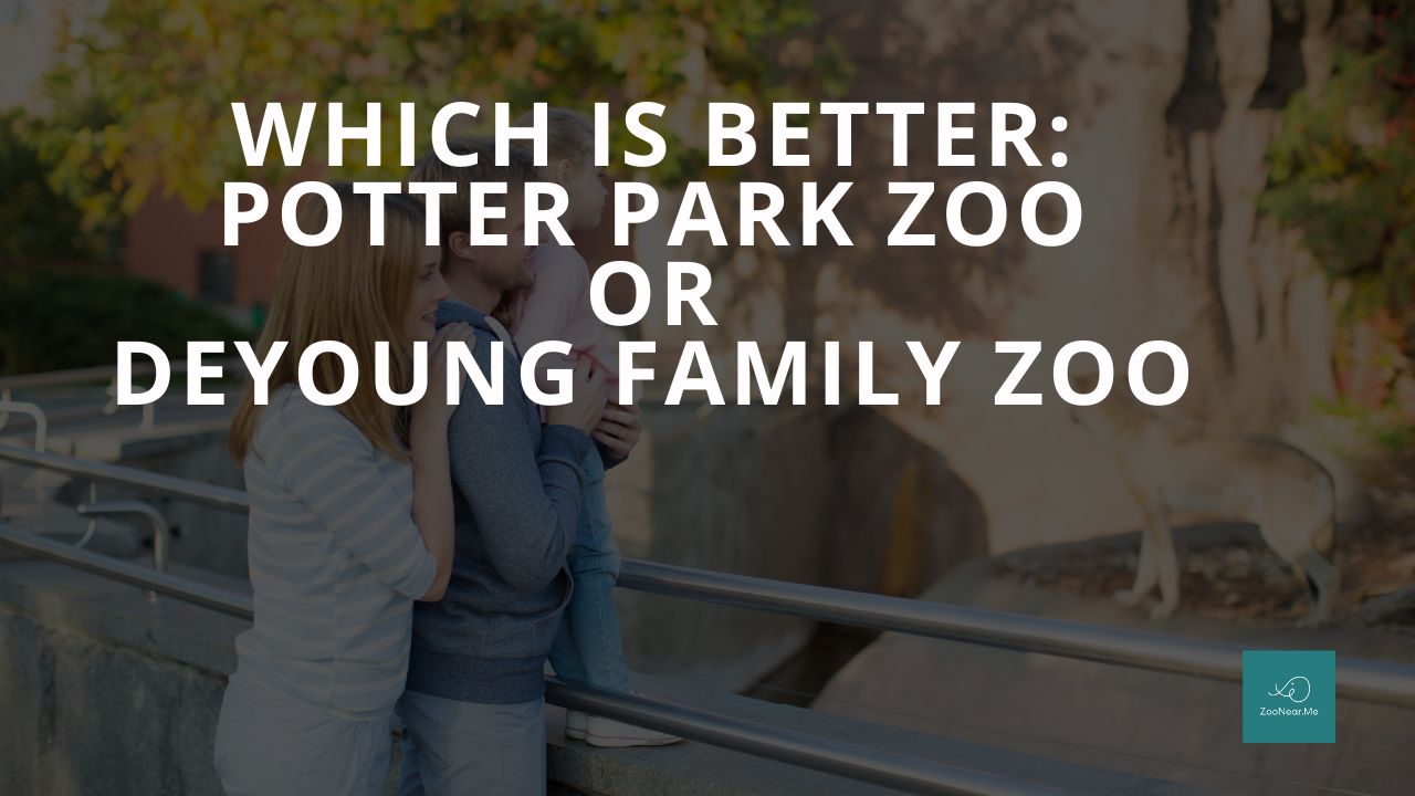 Which Is Best: Potter Park Zoo Or DeYoung Family Zoo. A Guide To Which Is The Best Zoo In Michigan, USA