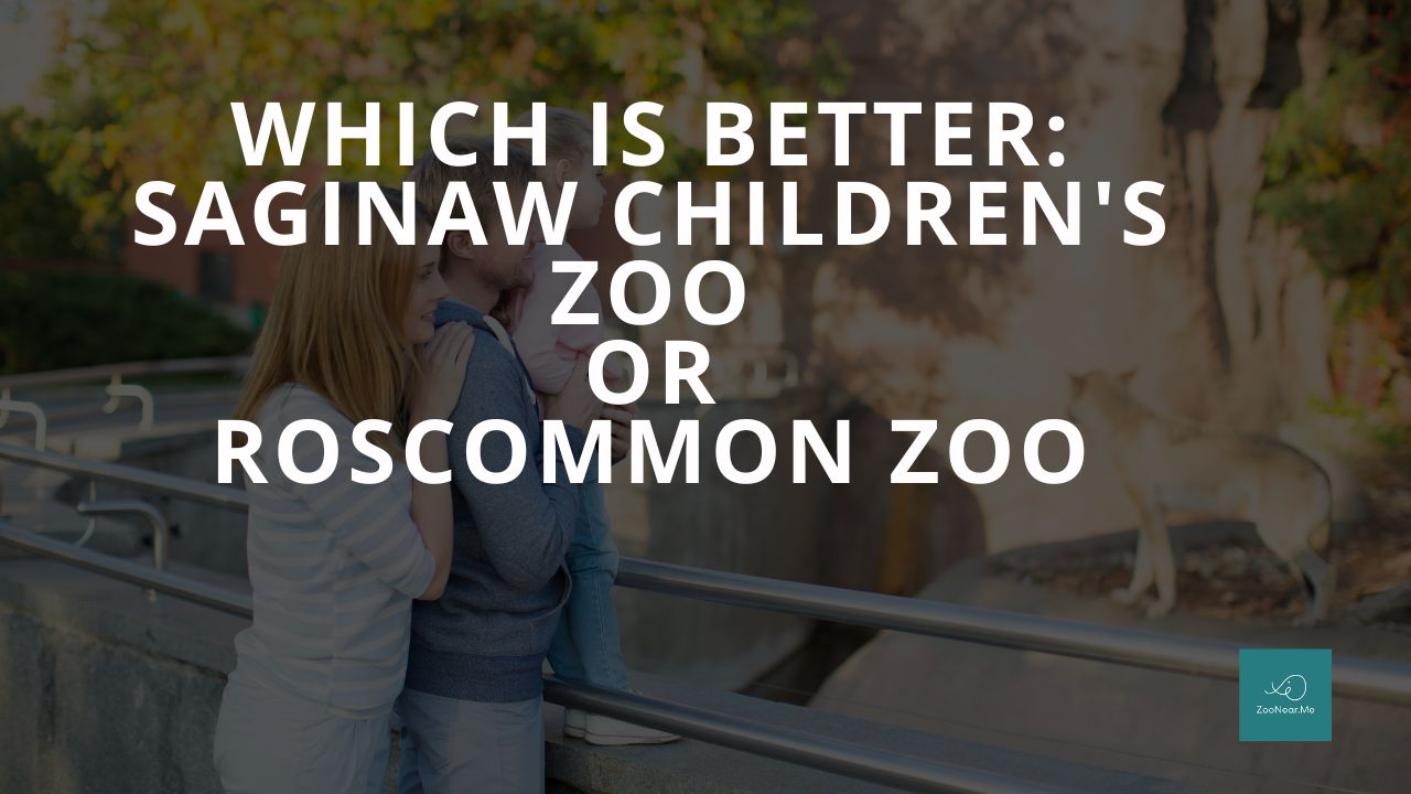 Which Is Best: Saginaw Children's Zoo Or Roscommon Zoo. A Guide To Which Is The Best Zoo In Michigan, USA