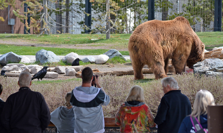 Grizzly & Wolf Discovery Center