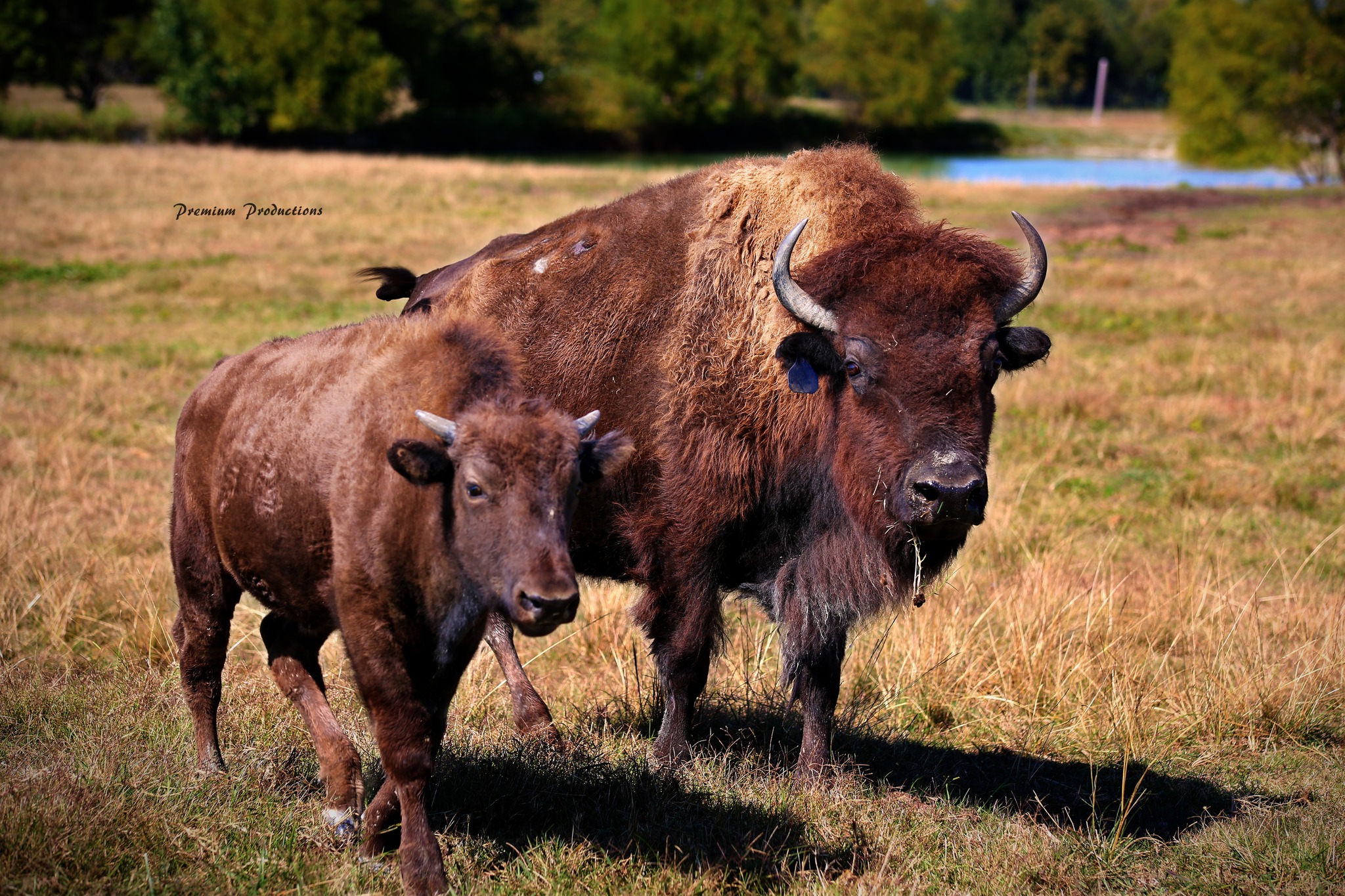 Tupelo Buffalo Park & Zoo